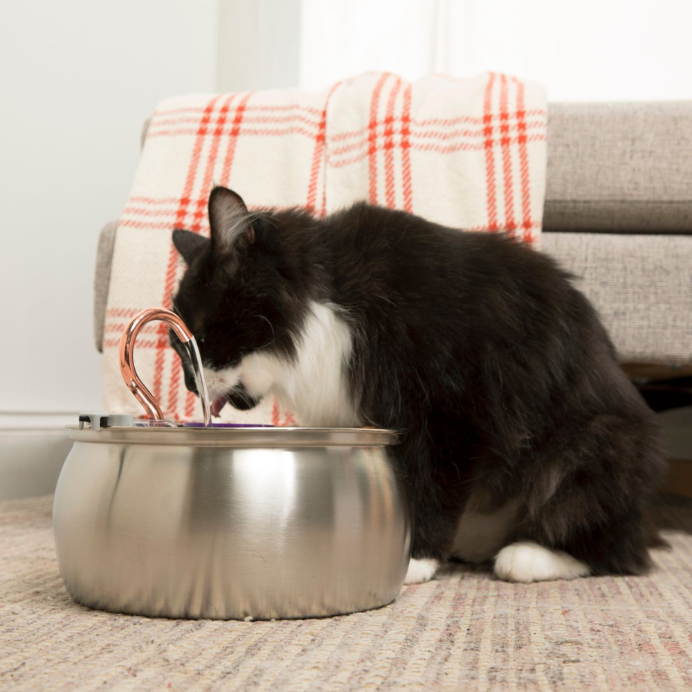 Ready to UpgradeYour Cat’s Water?
