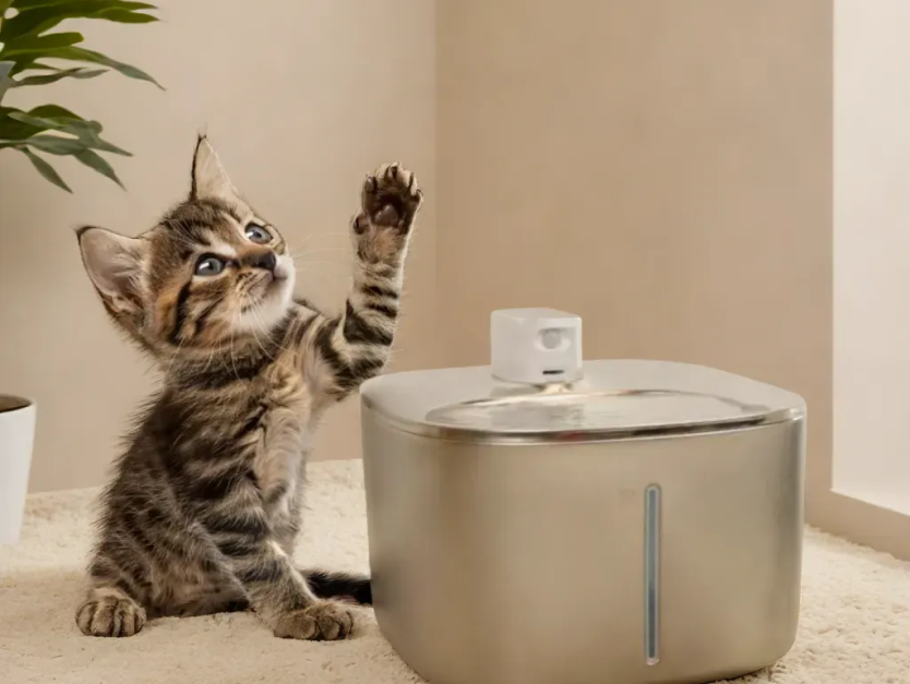 How to Tell if Your Cat is Dehydrated: Signs and Solutions