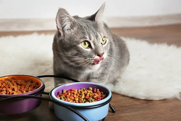 Wet Food Beats Dry Food for Most Cats
