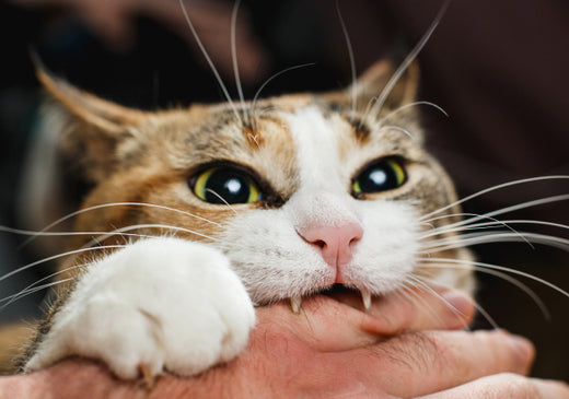 Top Dental Chews for Cats: Keep Your Kitty's Teeth Healthy