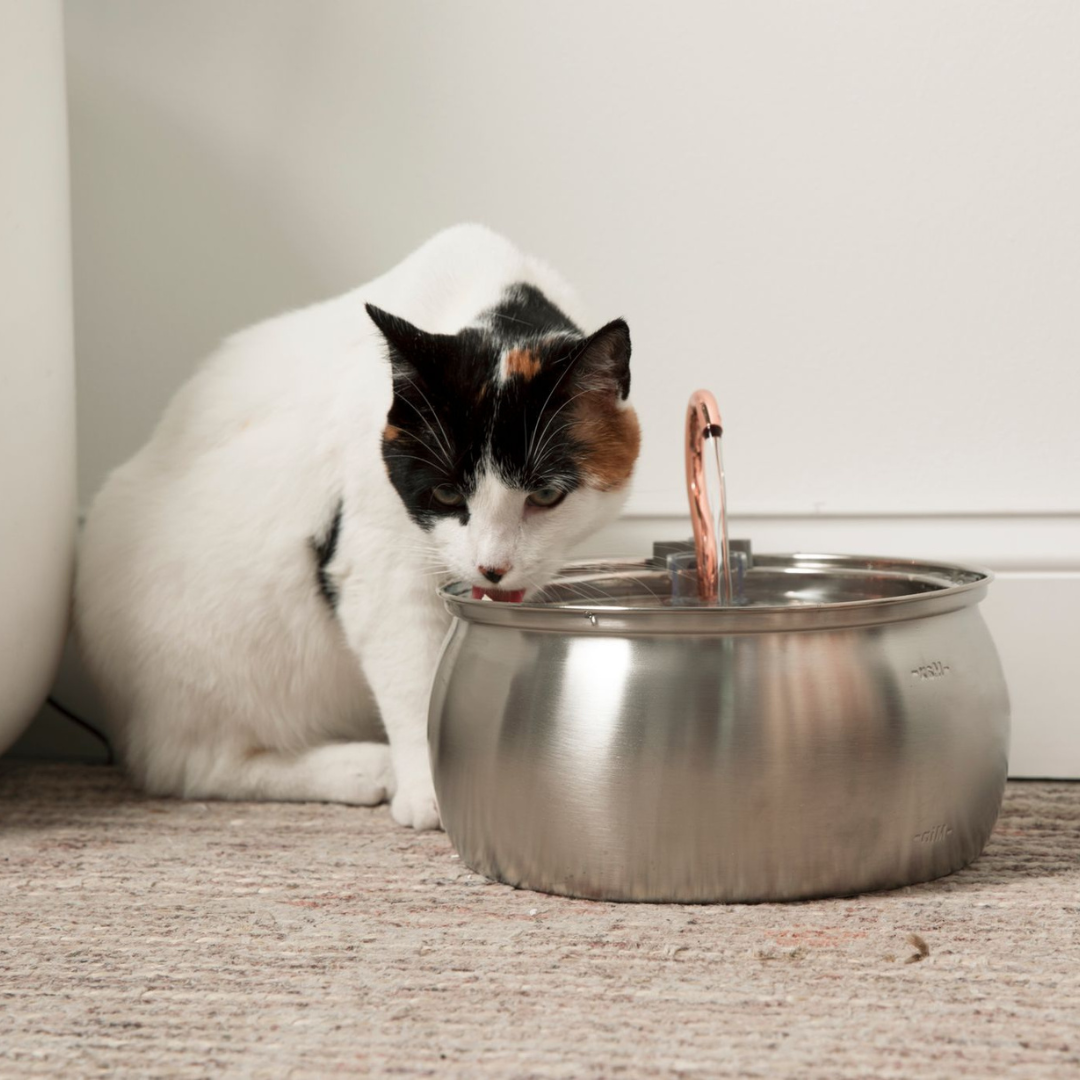 Like New KittySpout Value Bundle - 4L