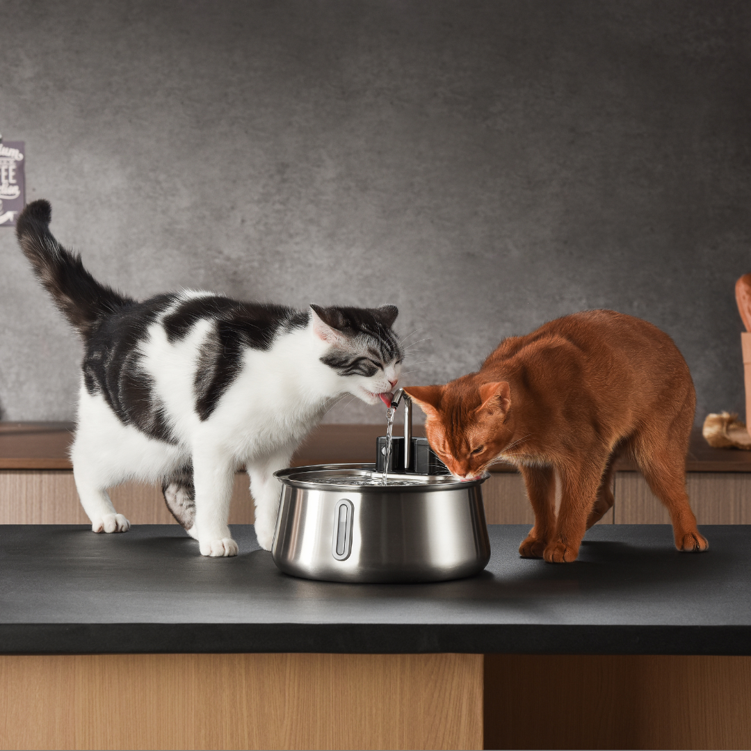 Refurbished The KittySpout - Wireless Fountain (Spout) - 4 Month: Wireless KittySpout + 8 filter sets + free gift