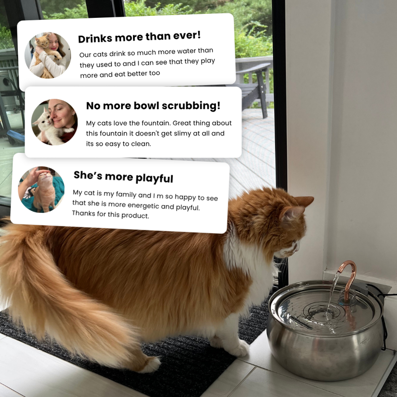 Il KittySpout™