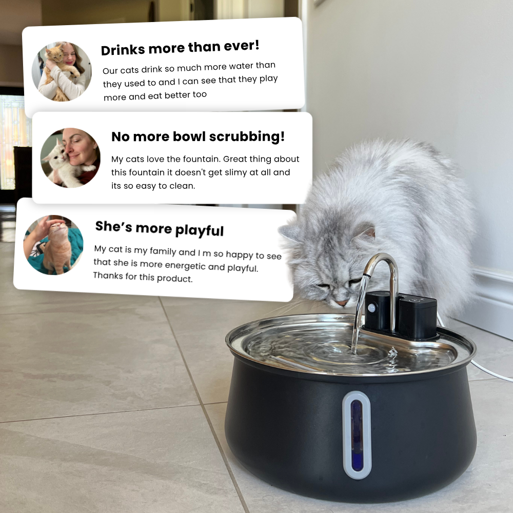 Kittyspout placeholder image