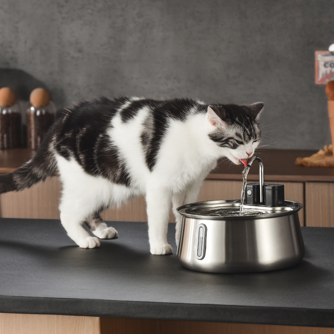 Refurbished The KittySpout - Wireless Fountain (Spout) - 6 Month: Wireless KittySpout + 8 filter sets + free gift