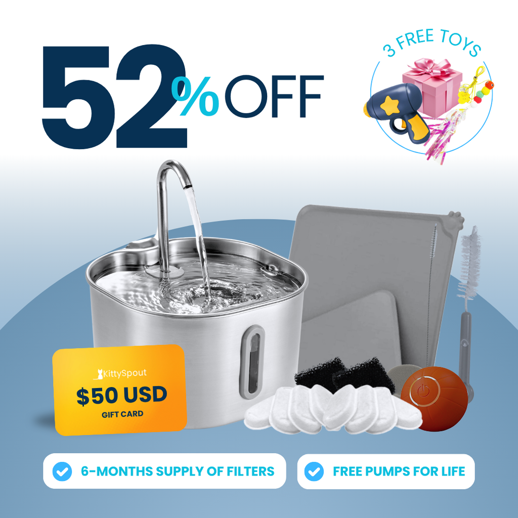 The KittySpout™ - 2.2L Hydration & Playtime Value Bundle