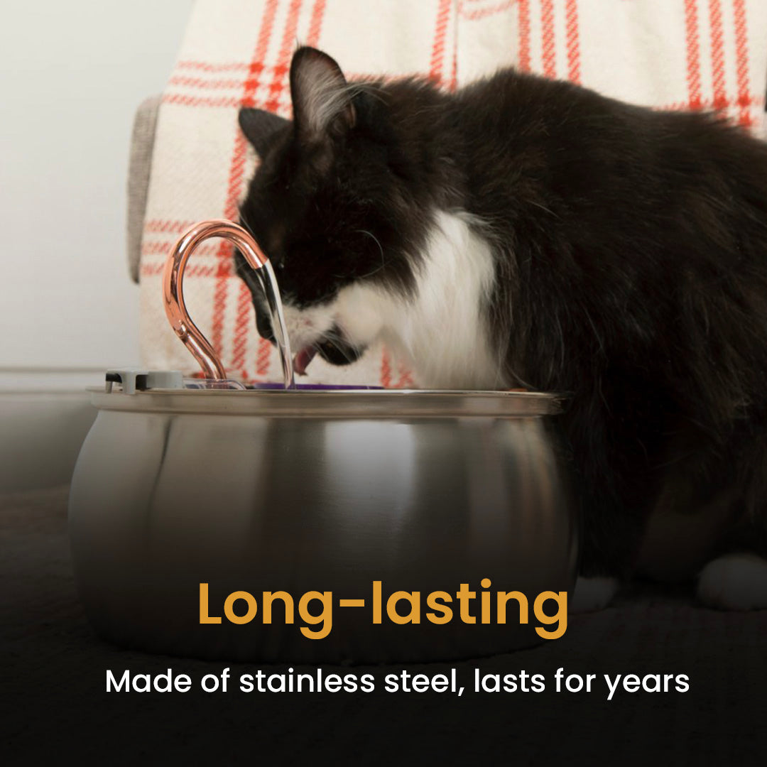 Like New Big Cat Family Bundle - 4L / 4L