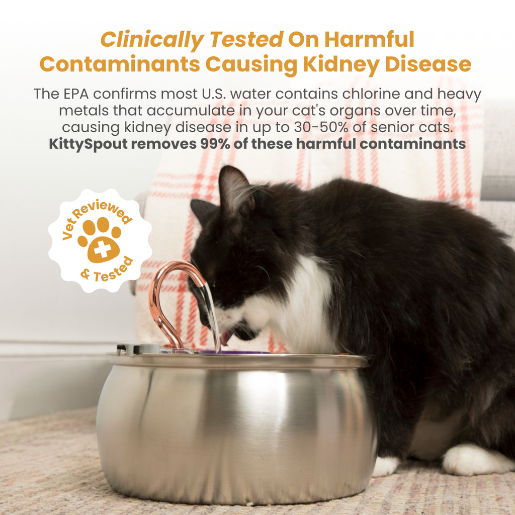 Kit de salud y felicidad para gatos The KittySpout™